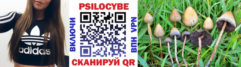 наркошоп  Белозерск  Псилоцибиновые грибы Psilocybe 